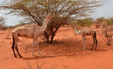 Drought in Somalia is causing grave food insecurity currently. Photo: Concern Worldwide. 