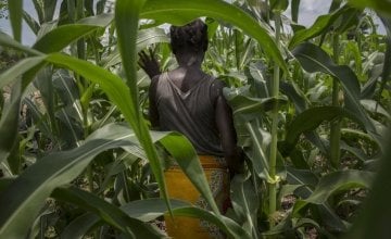 Alyne Mpunga walks through her field of maize,  the result of her work on Concern’s conservation agriculture project in Malawi