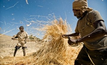 Men gather straw on their farm in the rural area of Sokota, Ethiopia. Panos/Sven Torfinn 2008.
