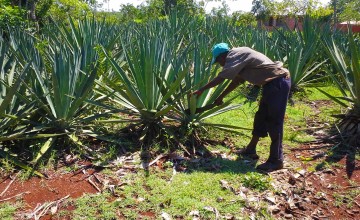 A farmer works on his sisal plant in Haiti.