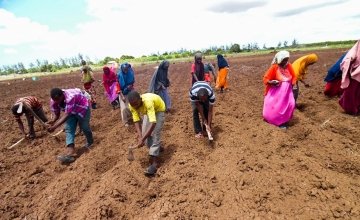 Somalia Jowhar Awdhegle Farmer Field School group planting Maize and Groundnut crops on their communal farm. Photo: Dustin Caniglia/ Somalia /2015