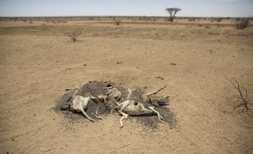 Туши сотен мертвых овец и коз усеивают ландшафт Сомалиленда, поскольку пастбища и источники воды исчезают. Фото: Concern Worldwide. 