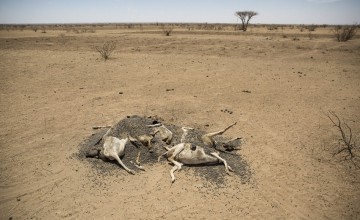 The carcasses of hundreds of dead sheep and goats litter the landscape in Somaliland, as pasture and water suplies disappear. Photo: Concern Worldwide. 