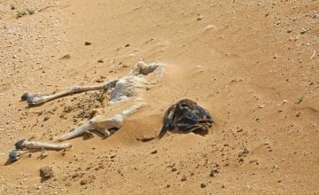 The carcasses of hundreds of dead sheep and goats litter the landscape in Somaliland, as pasture and water suplies disappear. Photo: Concern Worldwide. 