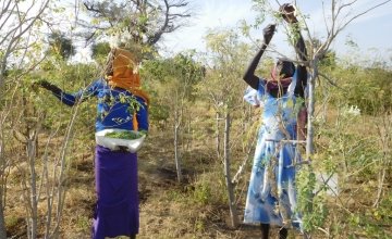 Harvesting of moringa leaves in the rural resource centre of Djedide. Photo: C Ann Degrande / Concern Worldwide. 