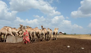 Before the drought Qabale had 20 camels but 12 died and 8 survived. Now four of her camels are pregnant and are due around April. Qabale sells camel milk at a kiosk. Qabale revived cash assistance during the drought period of 2020 - 2023. This money went mostly towards purchasing food. Without this money Qabale believes all 20 camels would have died. Photo: Shaloam Strooper/Concern Worldwide.