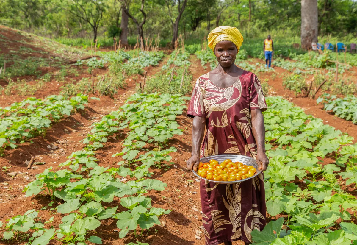 Nanfiou showing off tomato harvest