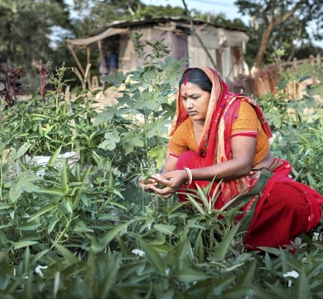 Farmer in Bangladesh tending to crops 