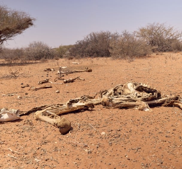 Bones of livestock in drought-affected Somalia