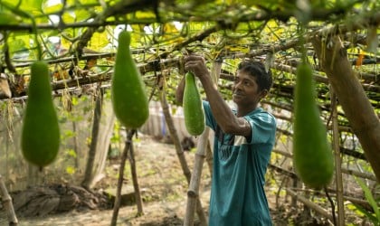 Din Islam in his vegetable garden