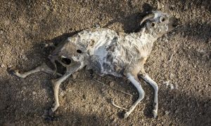 Dead livestock lie on the outskirts of North Horr, Marsabit, Kenya