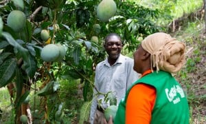 Province Olive, local Casec (community leader) talks to Mimose Jeune of Concern at his mango farm in the Centre department of Haiti. (Photo: Kieran McConville/Concern Worldwide)
