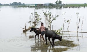 The land lies drowned beneath floodwaters, leaving scarcely a patch of grass for grazing. For the people of the chars, their very existence is woven with the animals they raise. In times of flood, their greatest concern is not only for their homes but for the survival of these creatures, hurriedly seeking higher ground where they might find refuge from the rising waters. Photo: Saikat Mojumder/Concern Worldwide