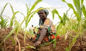 Mwanaesha Haluwa Haji tends to a plot of maize in Makere village in Kenya’s Tana River County. (Photo: Lisa Murray/Kerry Group/Concern Worldwide)