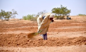 Cash for Work-Land restoration work in the village of Dan Tounou, Niger. (Photo: Concern Worldwide)