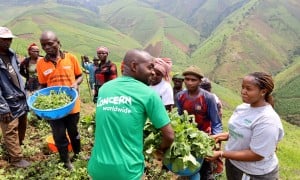Concern staff members work with participants in an agricultural recovery project in Democratic Republic of Congo.
