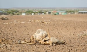 Dead livestock littering the landscape in Marsabit, Kenya, in 2022 when the region experienced the worst drought in 60 years.  