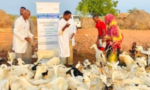 Vaccinating livestock in Dollow, Somalia as part of the Hanaano project.  Healthy livestock are important for maintaining the health of local communities. Photo: Abdinasir Hassan/Lifeline Gedo