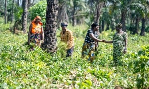 Rugiatu Kamara (second from the right) works on a shared plot with members of her farmers' group in northern Sierra Leone. Photo: Eugene Ikua/Concern Worldwide