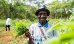Mbokilo harvests amaranth at the farming site. Supported by Irish Aid, farmers recieve training in climate-smart agriculture, access to seeds and tools, and promoting nutritional health to enhance food security and resilience against climate shocks. Photo: Mussa Uwitonze/Arete/Concern Worldwide.
