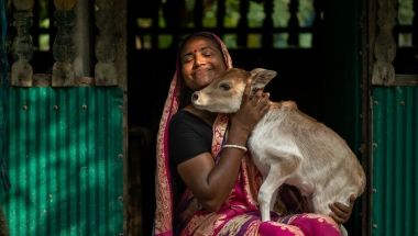 Shriti Ray caresses a newborn calf in West Sreenagar, Bangladesh.