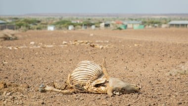 Dead livestock littering the landscape in Marsabit, Kenya, in 2022 when the region experienced the worst drought in 60 years.