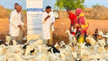 Vaccinating livestock in Dollow, Somalia as part of the Hanaano project. Healthy livestock are important for maintaining the health of local communities. Photo: Abdinasir Hassan/Lifeline Gedo