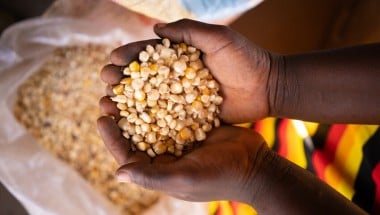 Maize crop example, Malawi. Photo: Chris Gagnon/Concern Worldwide