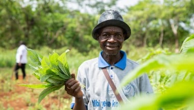 Mbokilo harvests amaranth at the farming site. Supported by Irish Aid, farmers recieve training in climate-smart agriculture, access to seeds and tools, and promoting nutritional health to enhance food security and resilience against climate shocks. Photo: Mussa Uwitonze/Arete/Concern Worldwide.