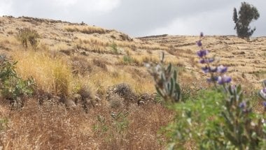 A slope in Dessie Zuria, Amhara, Ethiopia, which has been terraced, planted with leguminous and fodder crops, and open grazing prohibited as part of a broader watershed management initiative within a community resilience building programme. Photo: Dom Hunt.