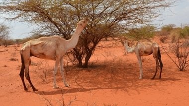 Drought in Somalia is causing grave food insecurity currently. Photo: Concern Worldwide. 