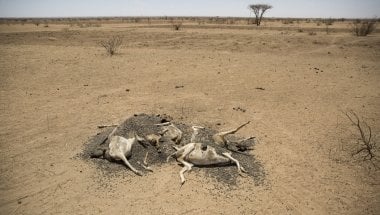 The carcasses of hundreds of dead sheep and goats litter the landscape in Somaliland, as pasture and water suplies disappear. Photo: Concern Worldwide. 