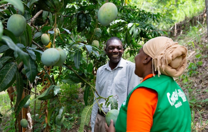 Province Olive, local Casec (community leader) talks to Mimose Jeune of Concern at his mango farm in the Centre department of Haiti. (Photo: Kieran McConville/Concern Worldwide)