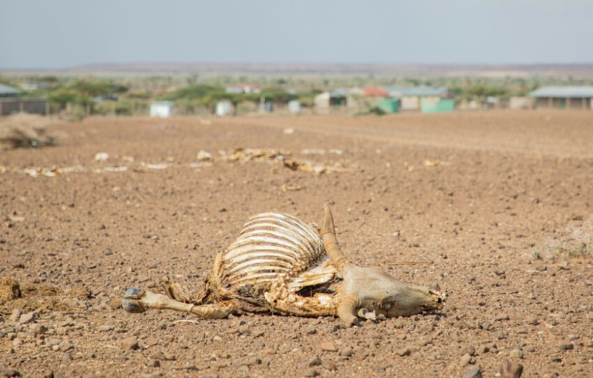 Dead livestock littering the landscape in Marsabit, Kenya, in 2022 when the region experienced the worst drought in 60 years.  