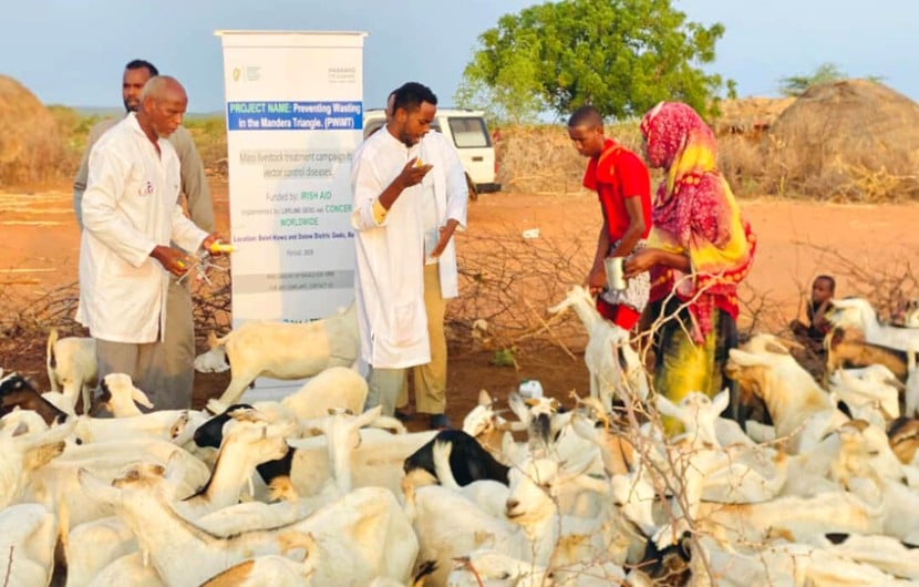 Vaccinating livestock in Dollow, Somalia as part of the Hanaano project.  Healthy livestock are important for maintaining the health of local communities. Photo: Abdinasir Hassan/Lifeline Gedo