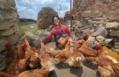 Six Chickens