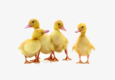 Four Ducks