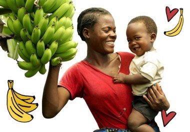 Banana trees main image