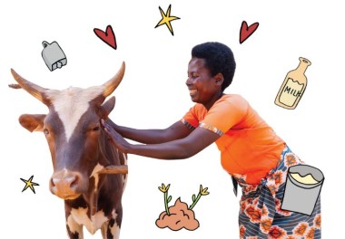 Cow main image