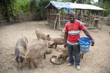 Samuel Darway is raising pigs in Logan Town, Rivercess County, Liberia