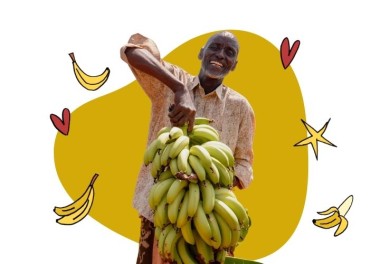 Banana trees - lead image