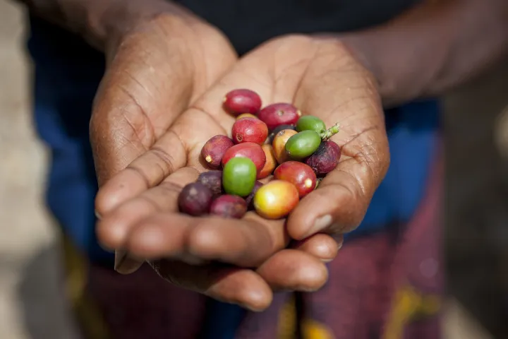 Violette Bukeyeneza (45) is now growing coffee for sale at the market. Photo: Abbie Trayler-Smith / Concern Worldwide. Violette Bukeyeneza (45) is now growing coffee for sale at the market. Photo: Abbie Trayler-Smith / Concern Worldwide.
