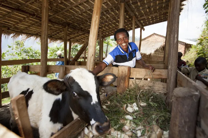 Violette Bukeyeneza (45) with her cow. Photo: Abbie Trayler-Smith / Concern Worldwide. Violette Bukeyeneza (45) with her cow. Photo: Abbie Trayler-Smith / Concern Worldwide.