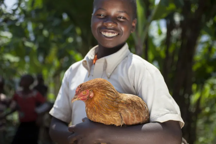 Olivier Iranyumviye (10) son of Alphonsine Niyonzima (21) with his family's chickens. Photo: Abbie Trayler-Smith / Concern Worldwide. Olivier Iranyumviye (10) son of Alphonsine Niyonzima (21) with his family's chickens. Photo: Abbie Trayler-Smith / Concern Worldwide.
