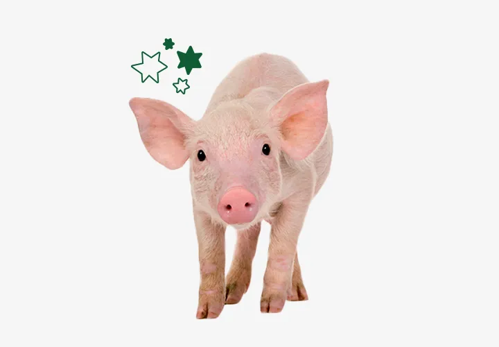 Concern Gifts Pig Concern Gifts Pig