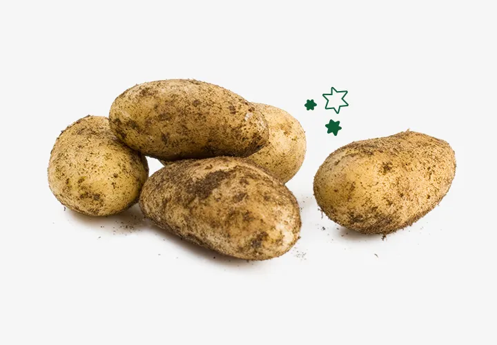 Concern Gifts Irish Potatoes Concern Gifts Irish Potatoes
