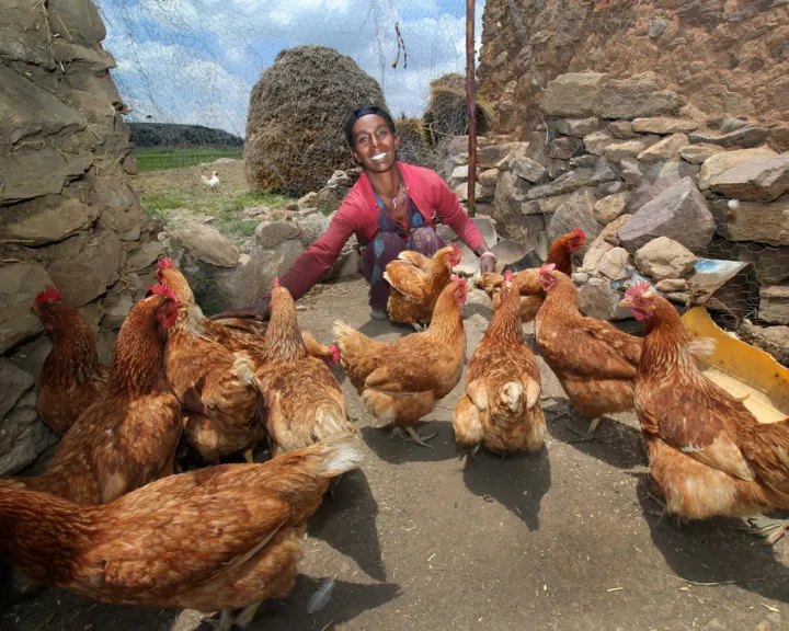Lemlem Tesega sets the pecking order for her chickens in Ethiopia. Photo:Nick Spollin / Concern Worldwide Lemlem Tesega sets the pecking order for her chickens in Ethiopia. Photo:Nick Spollin / Concern Worldwide