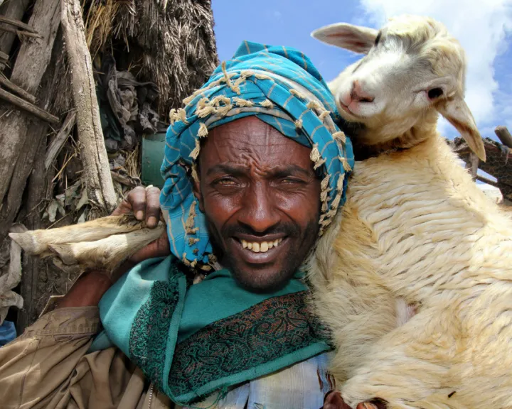 A sheep can make a real difference to a vulnerable family, like Yimam Eshete’s family in Ethiopia. Photo: Nick Spollin / Concern Worldwide A sheep can make a real difference to a vulnerable family, like Yimam Eshete’s family in Ethiopia. Photo: Nick Spollin / Concern Worldwide