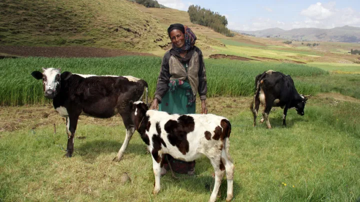 Taytu Mohammed Hamza walks her cow through the field in Ethiopia. Photo: Nick Spollin / Concern Worldwide Taytu Mohammed Hamza walks her cow through the field in Ethiopia. Photo: Nick Spollin / Concern Worldwide