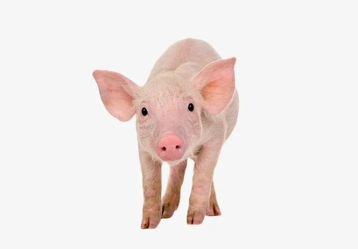 PIG PIG